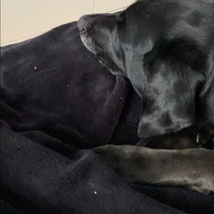 Meet your Posher, Angelique